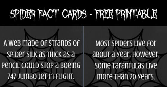 Spider Fact Cards - Free Printable for Kids